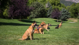 trusted canine training experts Arizona